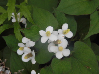 CIMG4585.JPG
